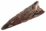 Fossil Pterosaur (Siroccopteryx) Tooth - Morocco #359969-1